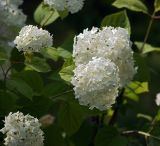 Hydrangea arborescens. Соцветия. Московская обл., Раменский р-н, окр. дер. Хрипань, садовый участок. 09.07.2011.