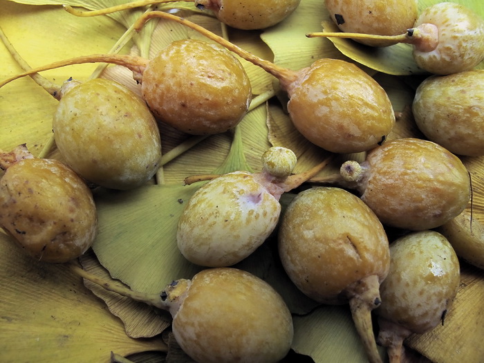 Image of Ginkgo biloba specimen.