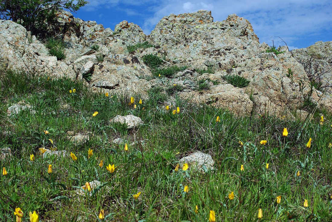 Image of Tulipa ostrowskiana specimen.