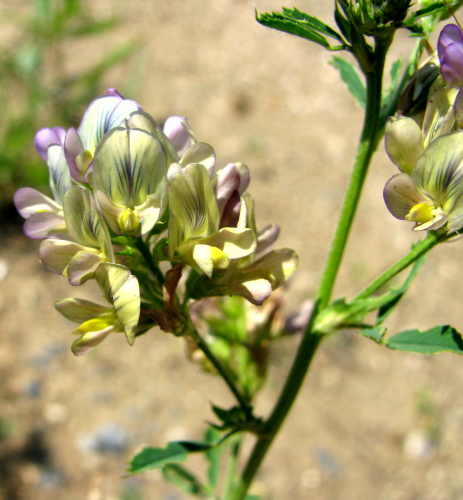 Изображение особи Medicago &times; varia.