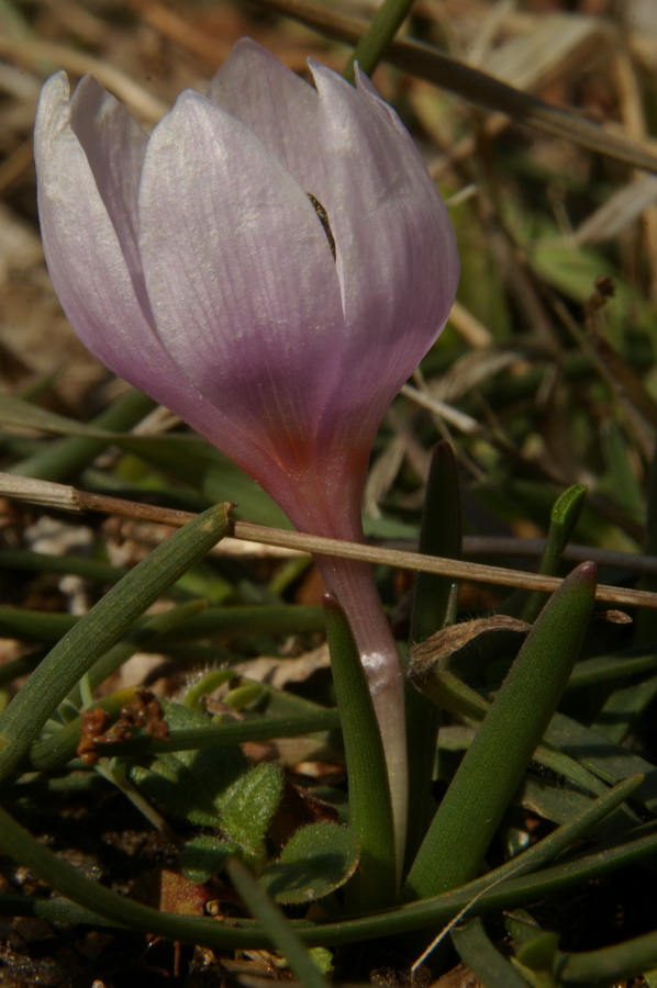 Изображение особи Colchicum triphyllum.