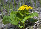 Caltha fistulosa. Цветущее растение в пойменном лесу на старом сухом русле реки. Сахалин, Поронайский р-н, р. Гастелловка. 01.06.2011.