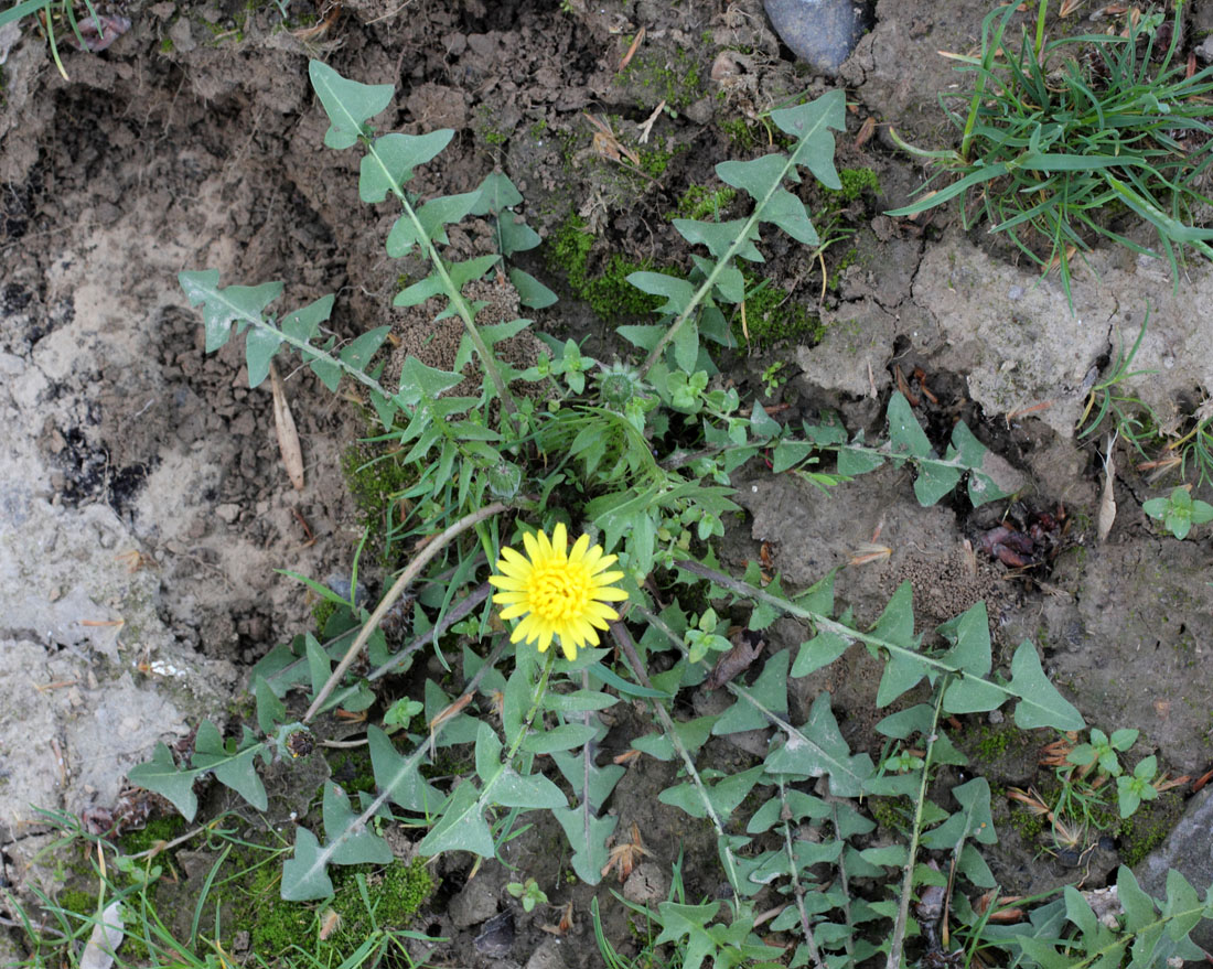 Изображение особи Taraxacum juzepczukii.