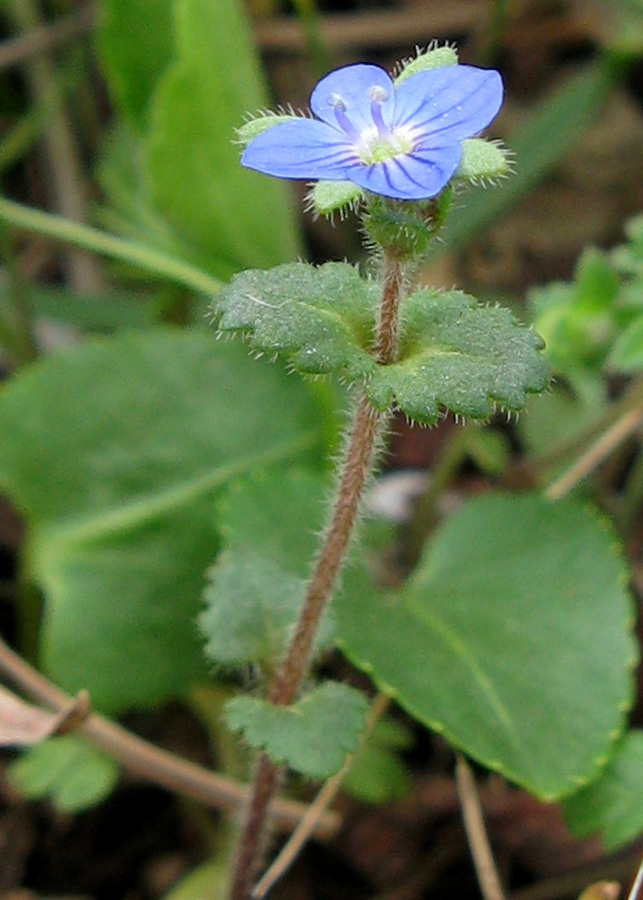 Image of Veronica praecox specimen.