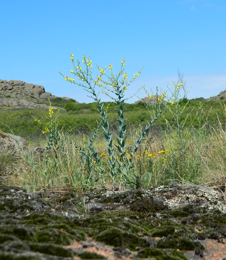 Image of Linaria genistifolia specimen.