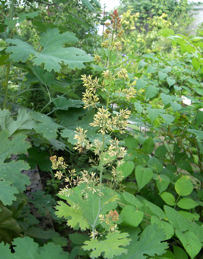 Image of Macleaya microcarpa specimen.