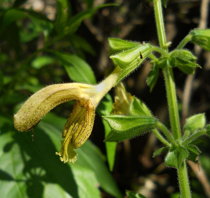 Image of Salvia glutinosa specimen.