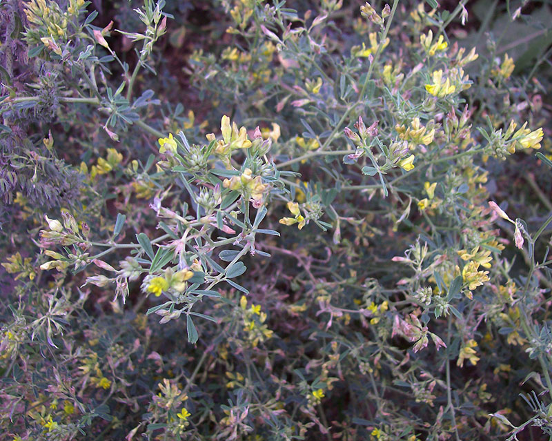 Image of Medicago &times; varia specimen.