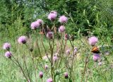 Cirsium setosum. Верхушка цветущего растения. Якутия (Саха), Нерюнгринский р-н, территория пос. Чульман. 26.07.2012.