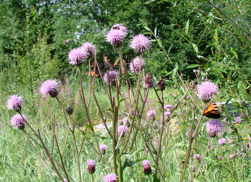 Image of Cirsium setosum specimen.