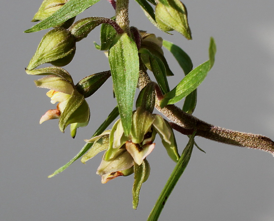 Image of Epipactis helleborine specimen.