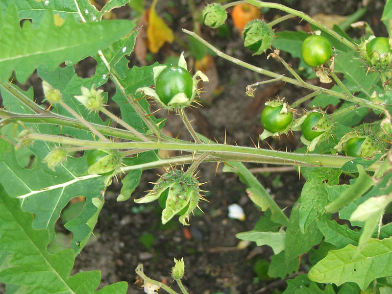 Изображение особи Solanum sisymbriifolium.