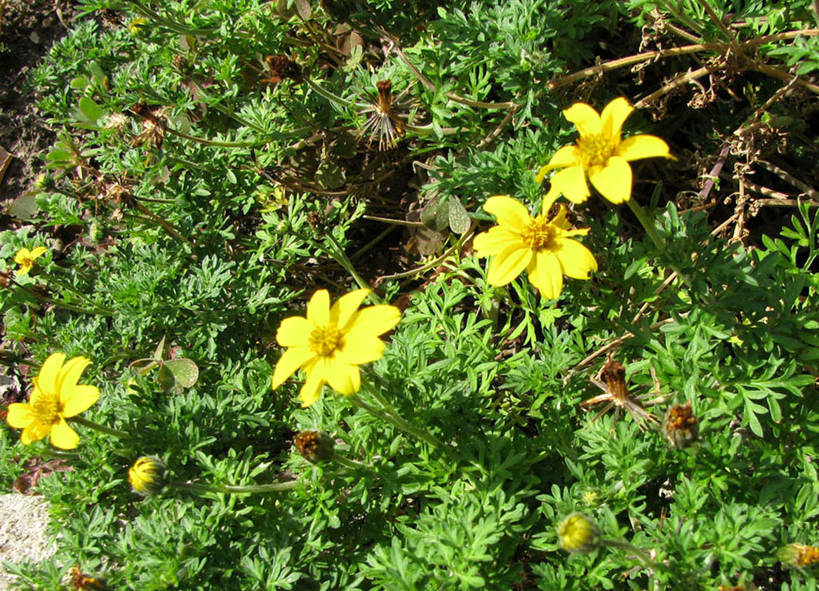 Image of Bidens aurea specimen.