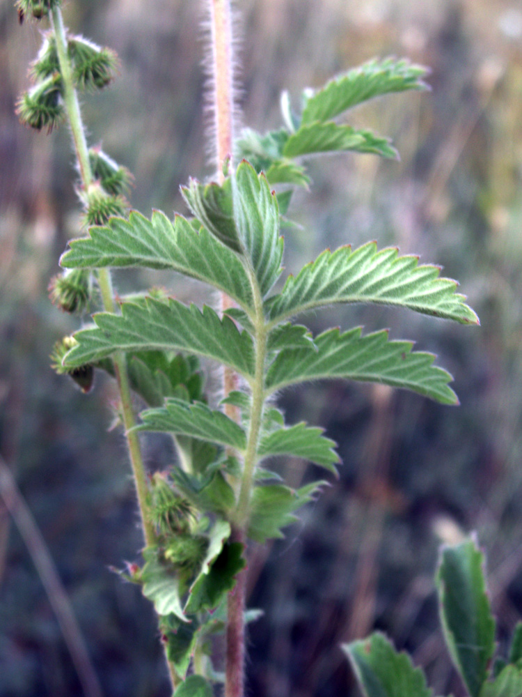 Image of Agrimonia asiatica specimen.