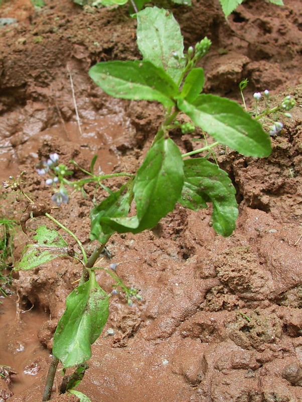 Image of Veronica beccabunga specimen.