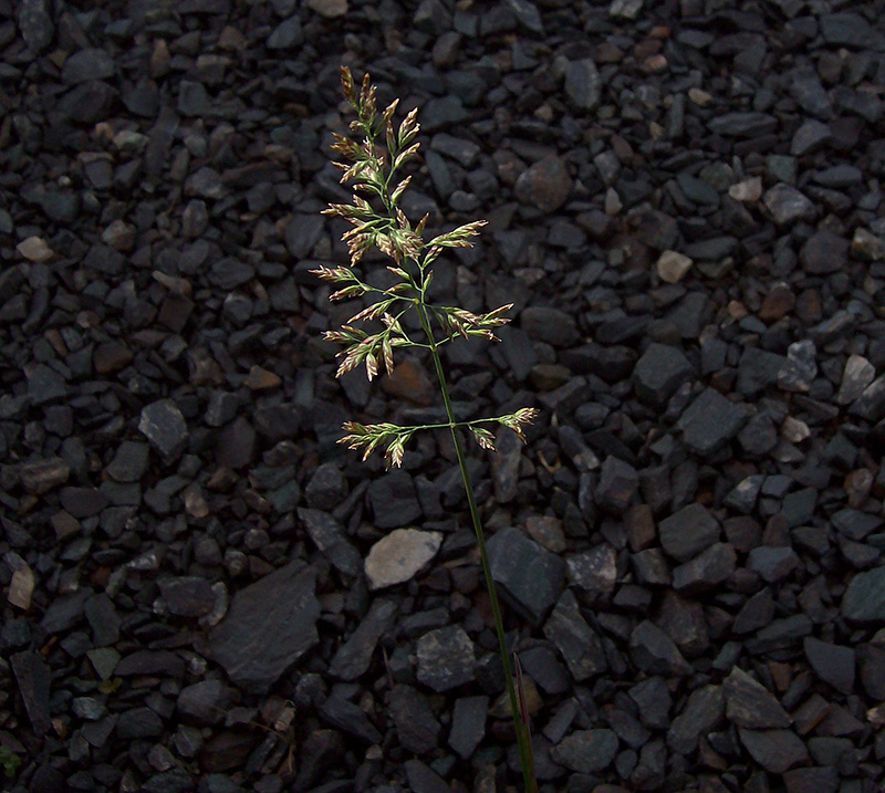 Image of Poa compressa specimen.