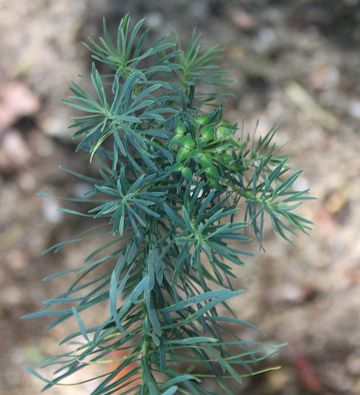 Image of Euphorbia cyparissias specimen.