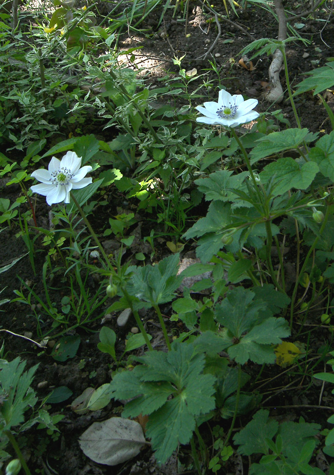 Изображение особи Anemone rivularis.