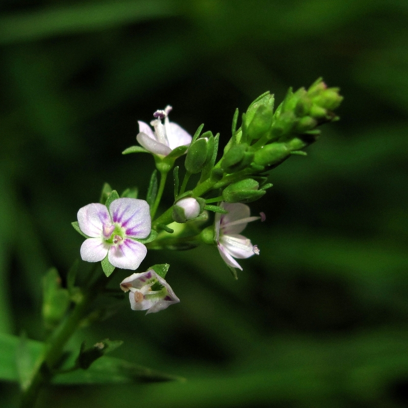 Изображение особи Veronica anagallis-aquatica.