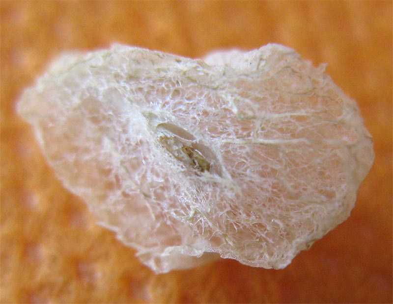 Image of Atriplex holocarpa specimen.