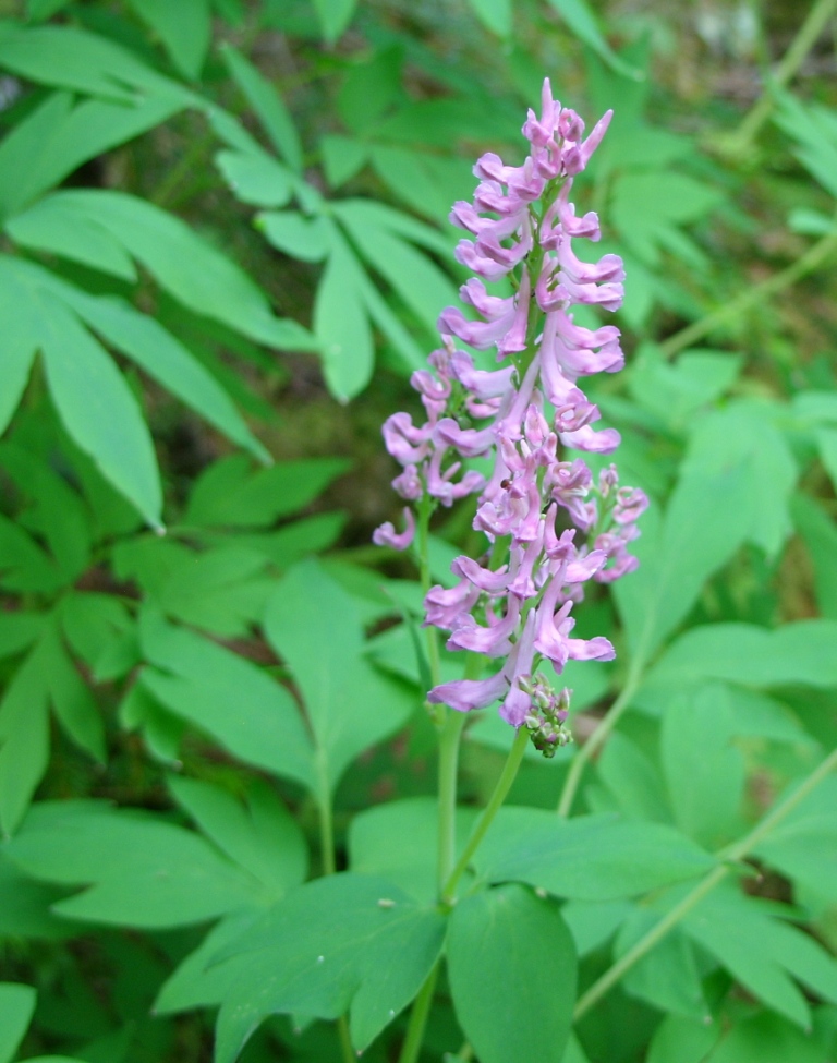 Image of Corydalis multiflora specimen.