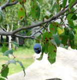 Смотреть изображение Prunus domestica