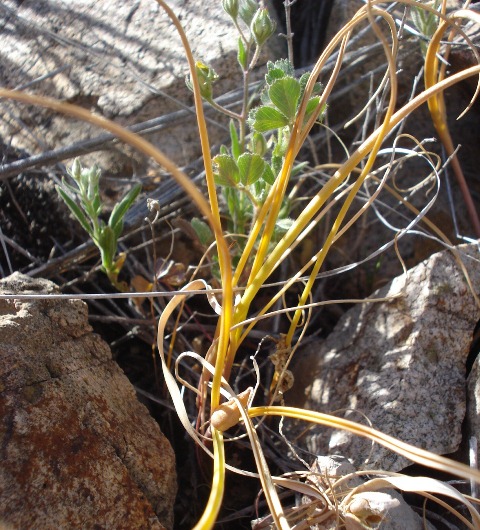 Image of Colchicum zangezurum specimen.