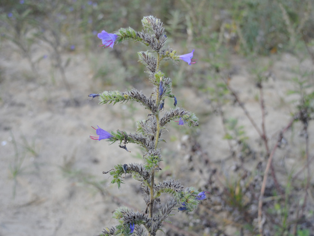 Image of Echium vulgare specimen.