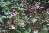 Betula fruticosa. Часть кроны вегетирующего растения с листвой, поражённой галловым клещом. Бурятия, Баунтовский эвенкийский район, окр. пос. Северный, подлесок в лиственничной тайге с примесью берёзы (Betula platyphylla Sukacz.). 23.07.2013.