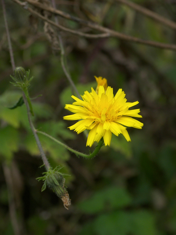 Image of Picris hieracioides specimen.