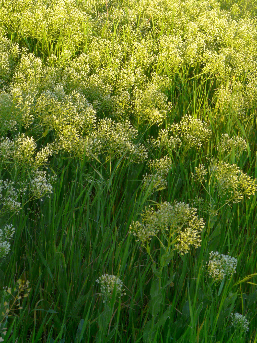 Image of Cardaria draba specimen.