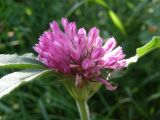 Trifolium alpestre. Верхушка побега с соцветием. Крым, Айпетринская яйла. 28 июня 2009 г.