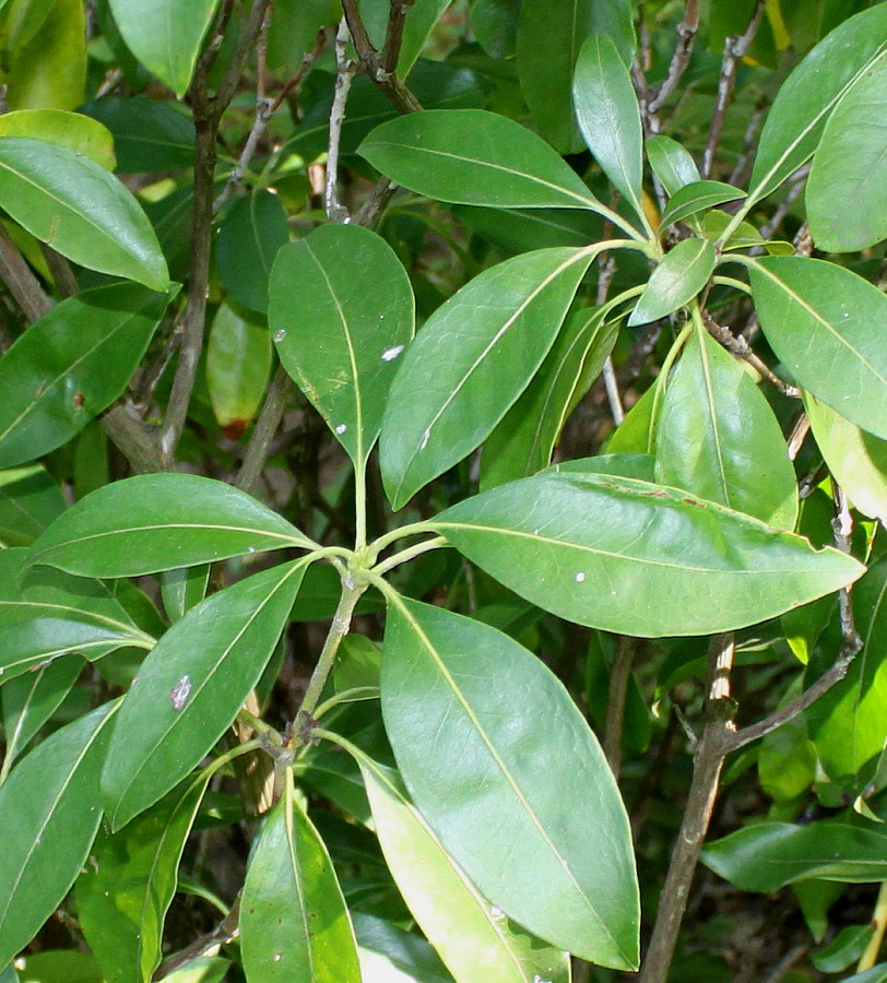 Image of Kalmia latifolia specimen.