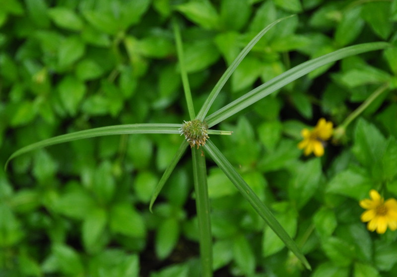 Image of Kyllinga polyphylla specimen.