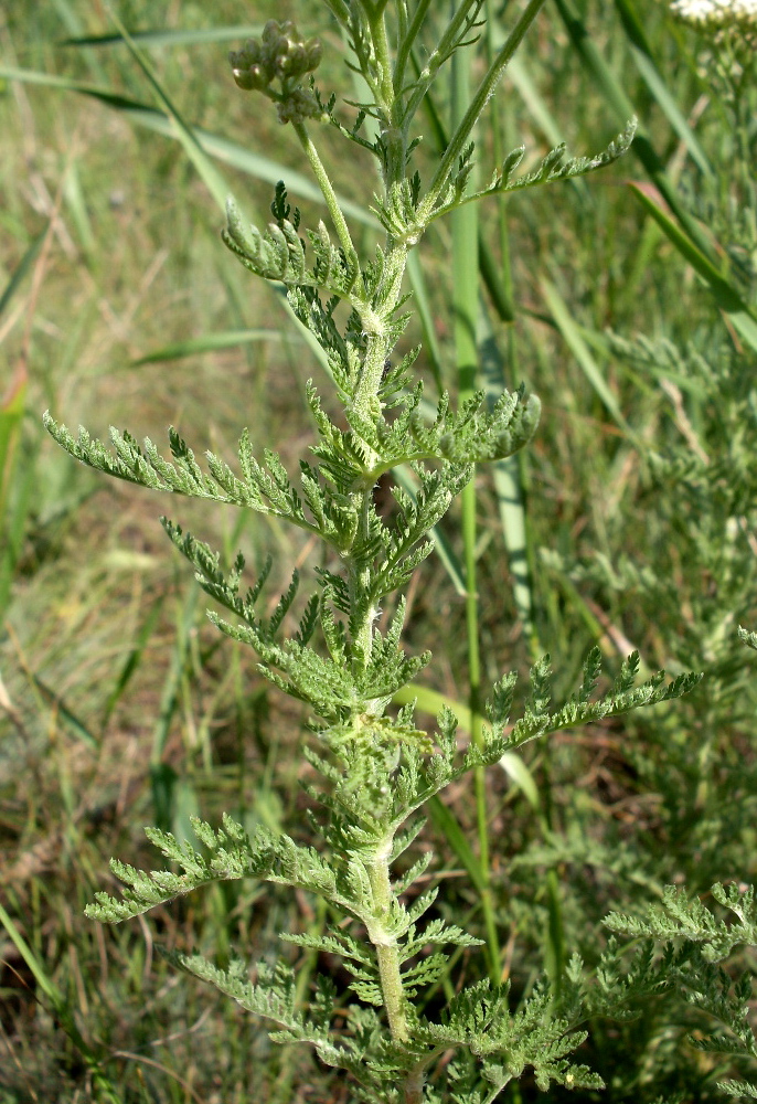 Изображение особи Achillea nobilis.