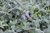 Teucrium fruticans