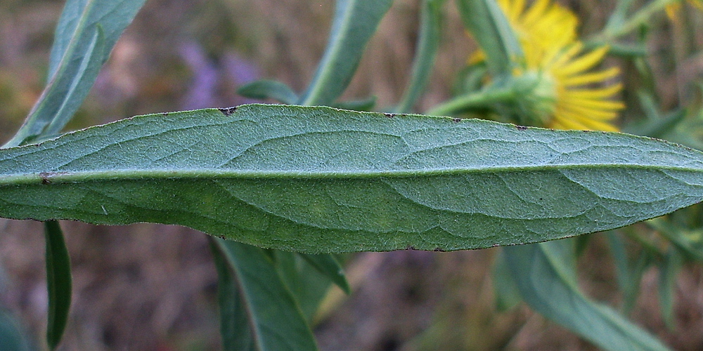 Image of Inula britannica specimen.