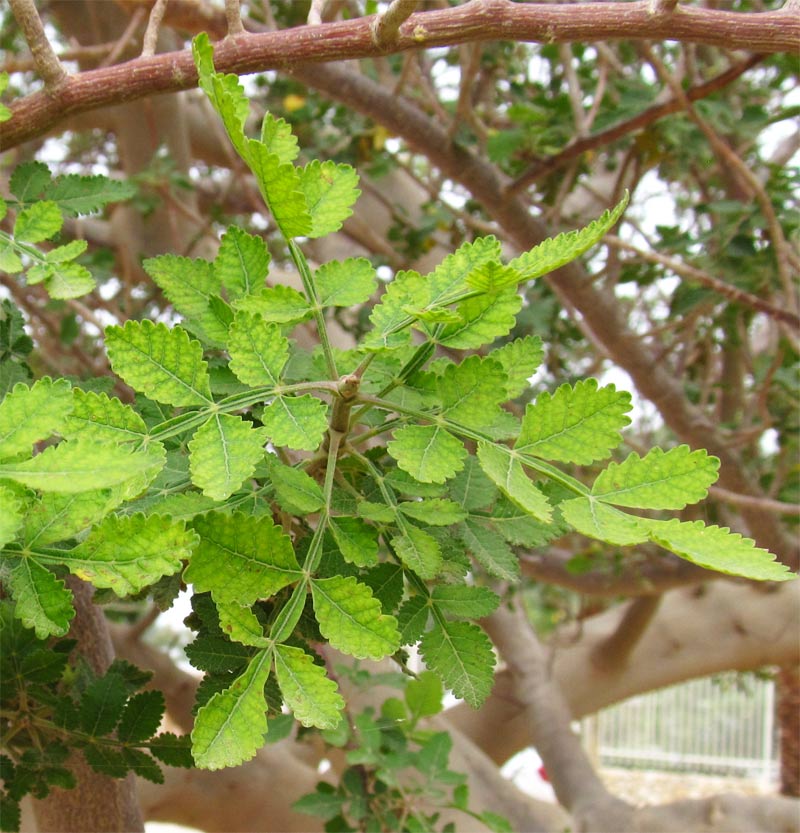 Image of familia Burseraceae specimen.