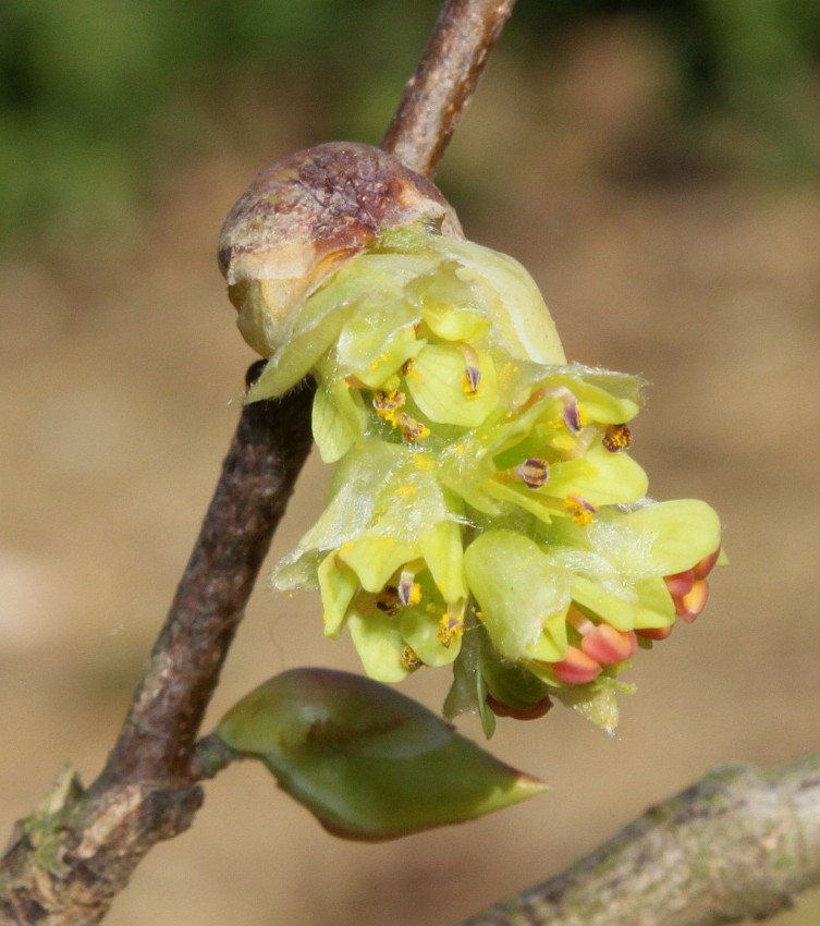 Image of Corylopsis sinensis specimen.