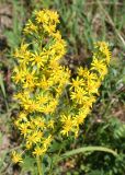 Solidago virgaurea. Соцветия. Восточно-Казахстанская обл., г. Риддер, окр. Малоульбинского вдхр., Россыпной Белок, возле Золотой Горы, склон сопки. 29.07.2008.