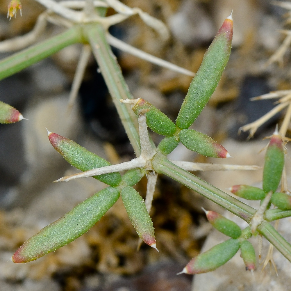 Image of Fagonia bruguieri specimen.