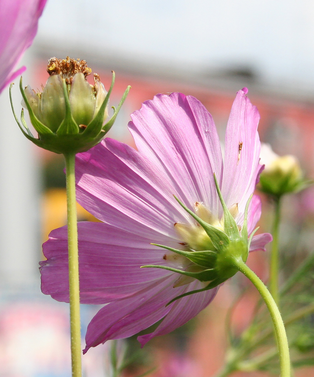 Image of Cosmos bipinnatus specimen.