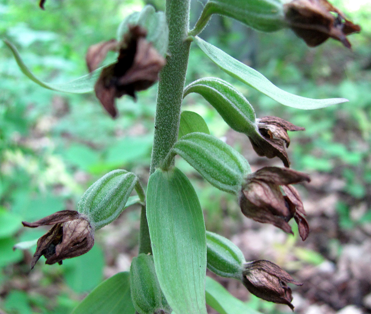 Image of Epipactis condensata specimen.