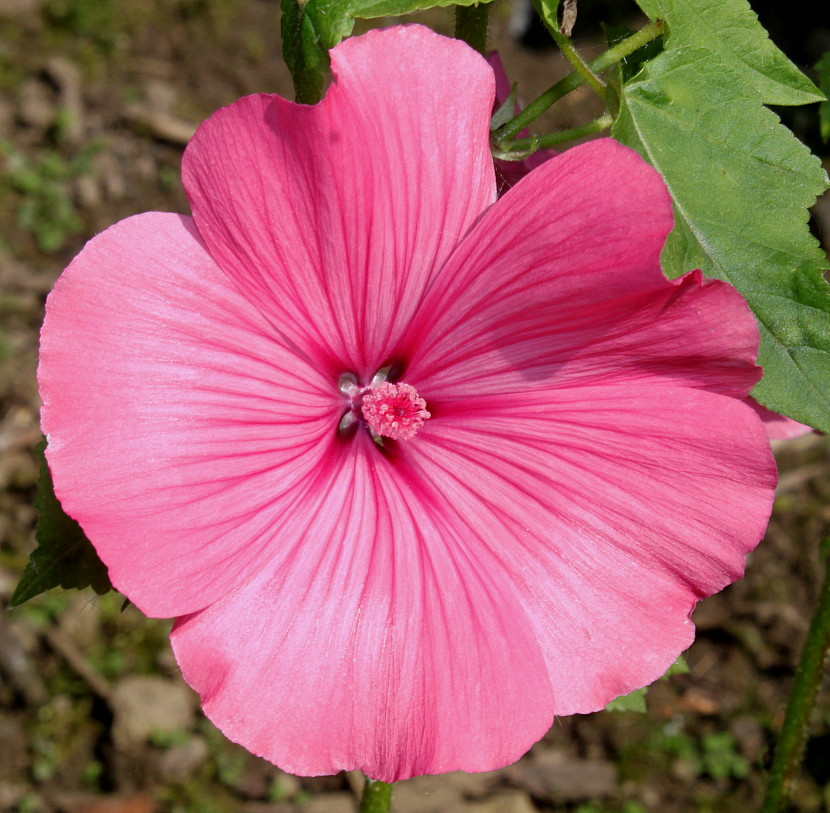 Image of Malva trimestris specimen.