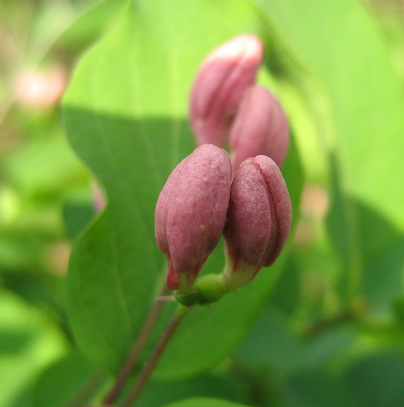 Image of Lonicera tatarica specimen.