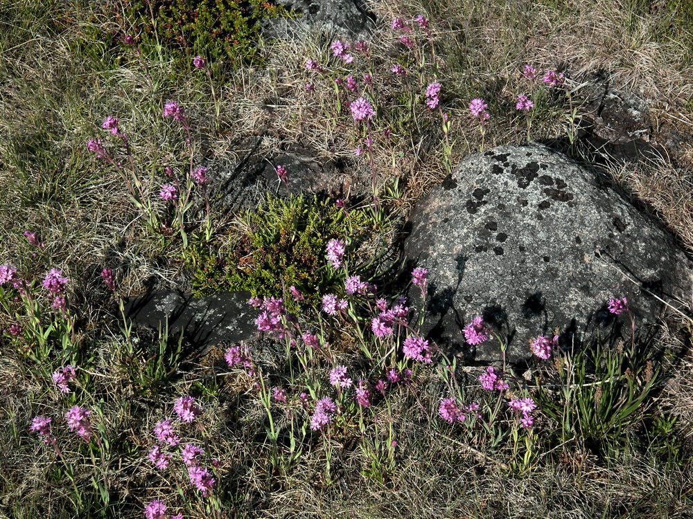 Image of Viscaria alpina specimen.