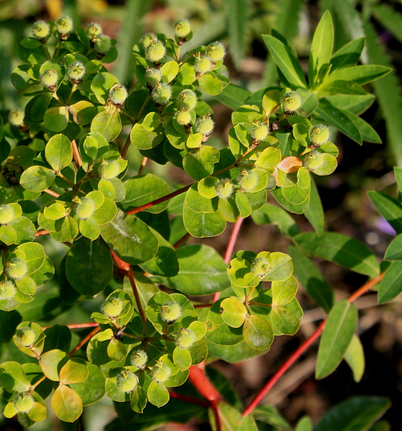 Image of Euphorbia villosa specimen.