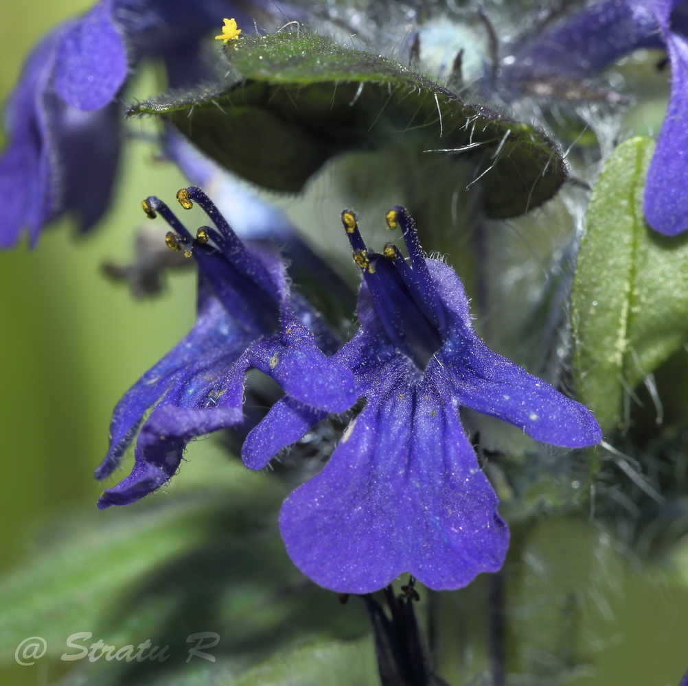 Изображение особи Ajuga genevensis.