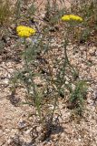 Achillea birjuczensis. Цветущее растение. Арабатская стрелка, 20 июня 2009 г.