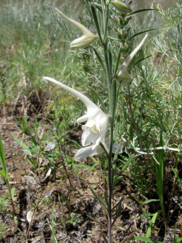 Изображение особи Delphinium rugulosum.